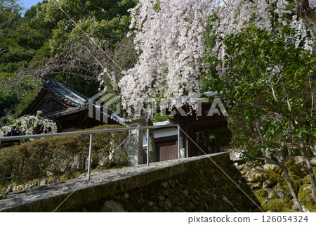 Iwaya-ji Temple, weeping cherry blossoms at the temple gate, Yamashina Ward, Kyoto City 126054324