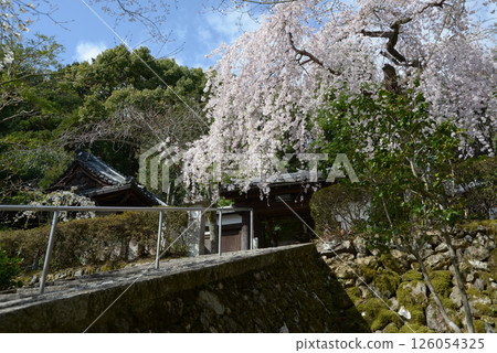 Iwaya-ji Temple, weeping cherry blossoms at the temple gate, Yamashina Ward, Kyoto City Iwaya-ji Temple, weeping cherry blossoms at the temple gate, Yamashina Ward, Kyoto City 126054325