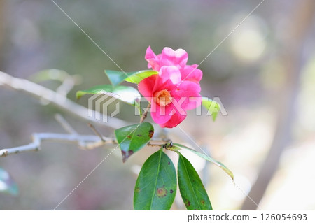 Tsubaki's Flower Cherry Red Skin Assistance 126054693
