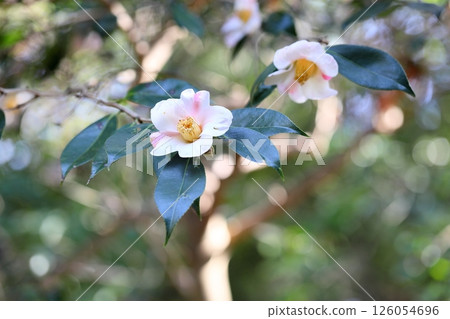 Camellia flower Showa Akusuke Camellia flower Showa Akusuke 126054696