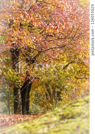 Autumn color image of the forest (Hiruzen Plateau) Autumn color image of the forest (Hiruzen Plateau) 126055029