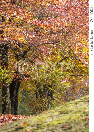 森林的秋天彩色圖像（平山高原） 126055032