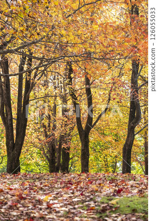Autumn color image of the forest (Hiruzen Plateau) Autumn color image of the forest (Hiruzen Plateau) 126055033