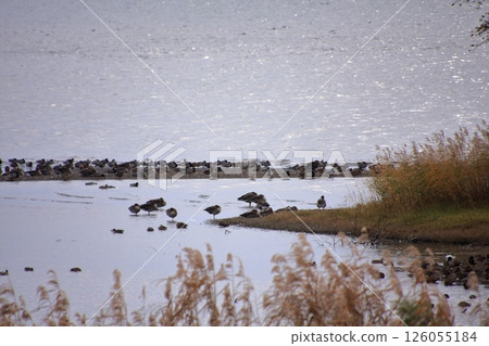 The Kohoku Wild Bird Center in Nagahama, Shiga Prefecture, where Steller's sea eagles fly in every winter The Kohoku Wild Bird Center in Nagahama, Shiga Prefecture, where Steller's sea eagles fly in every winter 126055184