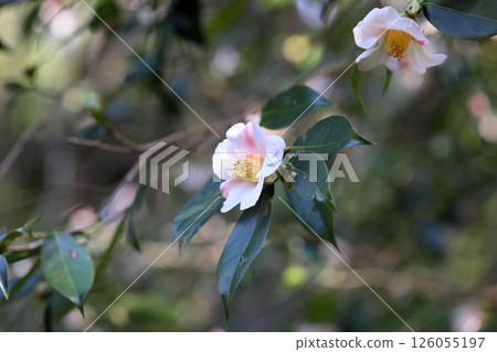 山茶花昭和Akusuke 山茶花昭和Akusuke 126055197