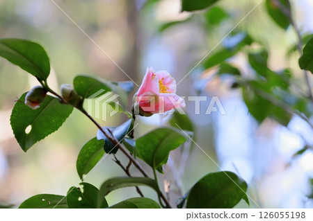 山茶花 Furin Akinomiya 山茶花 Furin Akinomiya 126055198