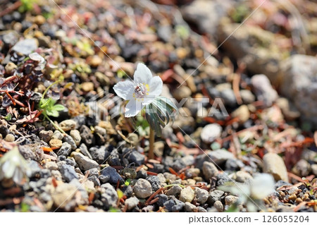 Pure Setsubunsou flower 126055204