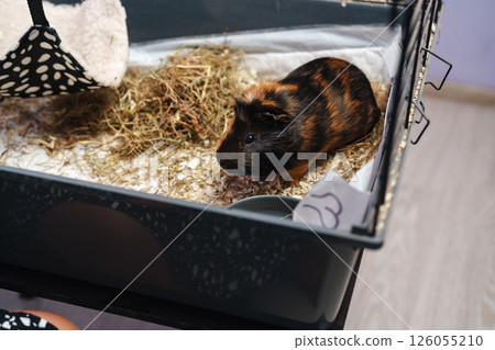 Cute guinea pig exploring its enclosure while a person watches on a sunny afternoon at home 126055210