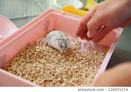 Small hamster exploring a pink enclosure filled with bedding while a persons hand reaches to interact 126055214