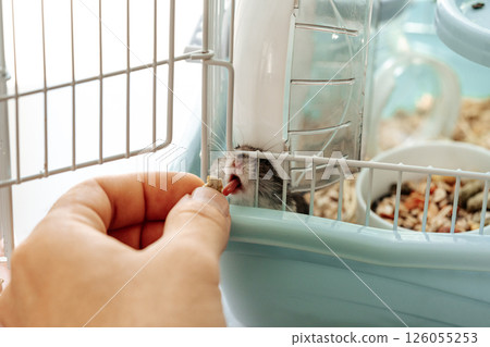 Gerbil enjoys a treat during playtime in a cozy habitat filled with bedding and toys 126055253