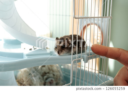 Hamster explores its cage while a hand reaches out for interaction in a cozy indoor setting 126055259
