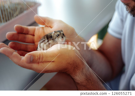 Cute hamster being held gently by a person in a cozy indoor setting during the late afternoon 126055271