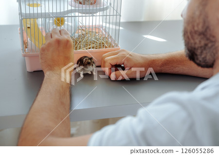 Hamster interaction at home during daylight hours with a pet owner engaged in play 126055286