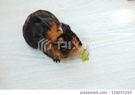 Cute guinea pig enjoying a snack on a light wooden surface during a peaceful afternoon Cute guinea pig enjoying a snack on a light wooden surface during a peaceful afternoon 126055293
