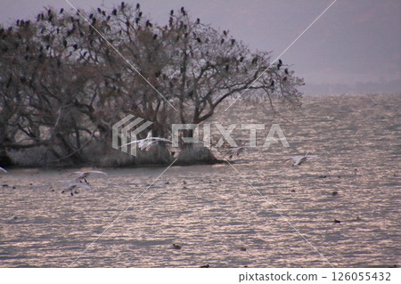位於滋賀縣長濱市的湖北野生鳥類中心，每年冬天虎頭海雕都會飛到這裡。 126055432