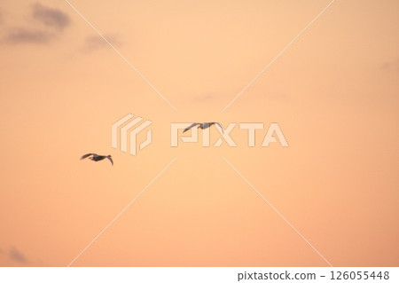 位於滋賀縣長濱市的湖北野生鳥類中心，每年冬天虎頭海雕都會飛到這裡。 126055448