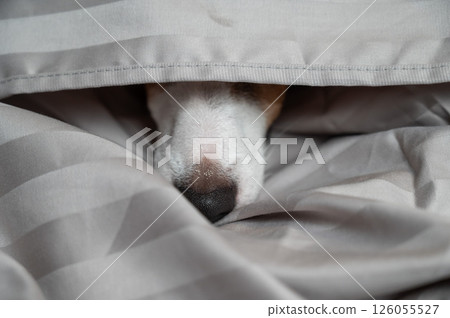 A Jack Russell Terrier dog lies with its nose sticking out from under the blanket.  126055527