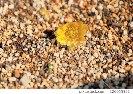 Bright Adonis flower 126055531