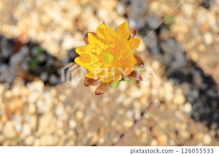 明亮的阿多尼斯花 明亮的阿多尼斯花 126055533