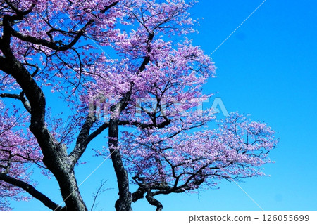 Cherry blossom trees on the quiet interior road Cherry blossom trees on the quiet interior road 126055699