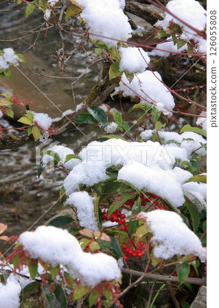 京都清晨的金閣寺被白雪覆蓋 126055808