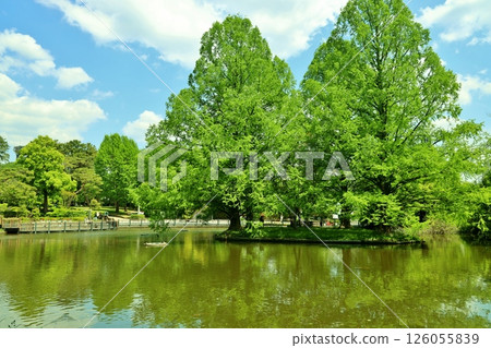 Omiya Hikawa Shrine Swan Pond 126055839