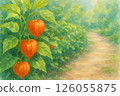 A path lined with ground cherries 126055875