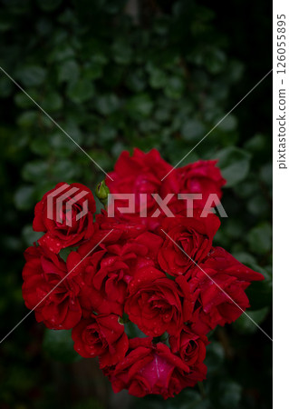 一朵深紅的花靜靜地綻放 一朵深紅的花靜靜地綻放 126055895