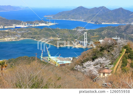 [Ehime Prefecture] Yumeshima Kaido (Iwaki Bridge) seen from Mount Sekizen with cherry blossoms in bloom 126055938