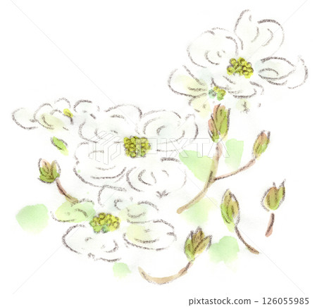 Spring plants, dogwood white flowers watercolor illustration 126055985