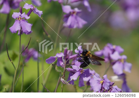 紫色的花和大黃蜂 紫色的花和大黃蜂 126056098
