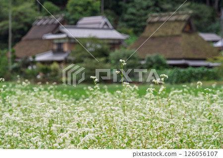 Autumn scenery photographed at Thatched Roof Village in Miyama-cho, Nantan City, Kyoto Prefecture 126056107