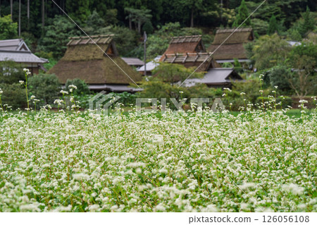 Autumn scenery photographed at Thatched Roof Village in Miyama-cho, Nantan City, Kyoto Prefecture 126056108