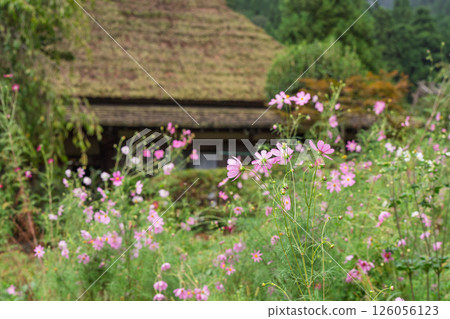 Autumn scenery photographed at Thatched Roof Village in Miyama-cho, Nantan City, Kyoto Prefecture Autumn scenery photographed at Thatched Roof Village in Miyama-cho, Nantan City, Kyoto Prefecture 126056123