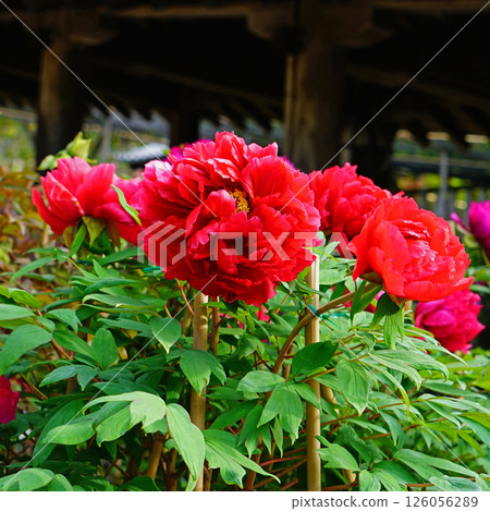 Botan Hasedera (Nara Prefecture) 126056289