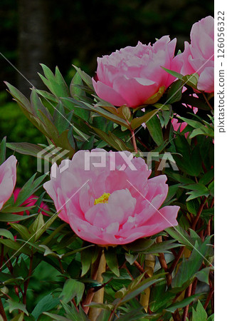 牡丹長谷寺（奈良縣） 126056322