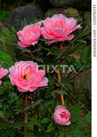 Botan Hasedera (Nara Prefecture) Botan Hasedera (Nara Prefecture) 126056345