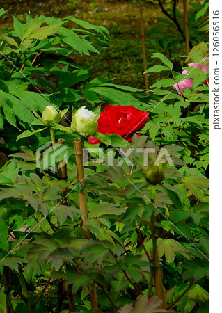 Botan Hasedera (Nara Prefecture) 126056516