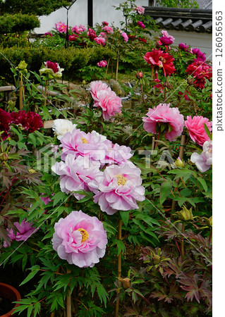 Botan Hasedera (Nara Prefecture) 126056563