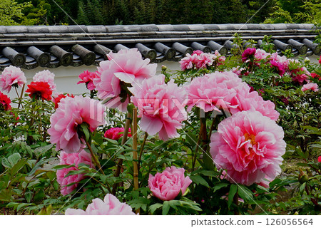 Botan Hasedera (Nara Prefecture) 126056564