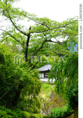 牡丹長谷寺（奈良縣） 126056590