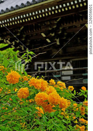 Botan Hasedera (Nara Prefecture) 126056601