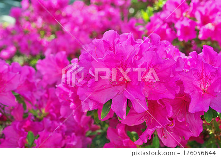 Pink azalea flowers (spring, May) 126056644