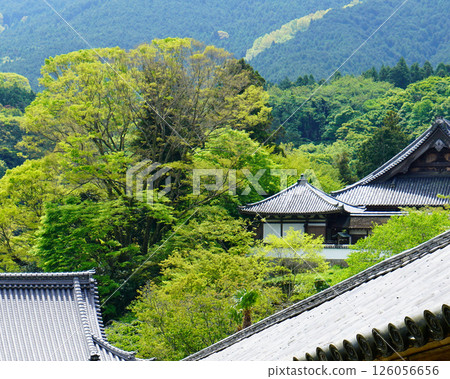 牡丹長谷寺（奈良縣） 126056656