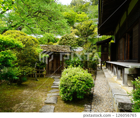 牡丹長谷寺(奈良縣) 牡丹長谷寺(奈良縣) 126056765