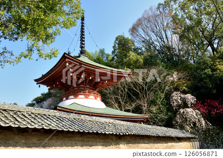 Jisonin (Tahoto) [Kudoyama Town, Wakayama Prefecture] 126056871