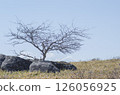 A robust tree 126056925