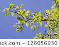 Fresh green 126056930