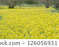 Rape blossoms on one side 126056931