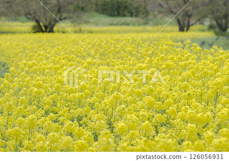 一邊強姦開花 一邊強姦開花 126056931